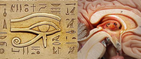 Pineal Gland Eye of Horus 