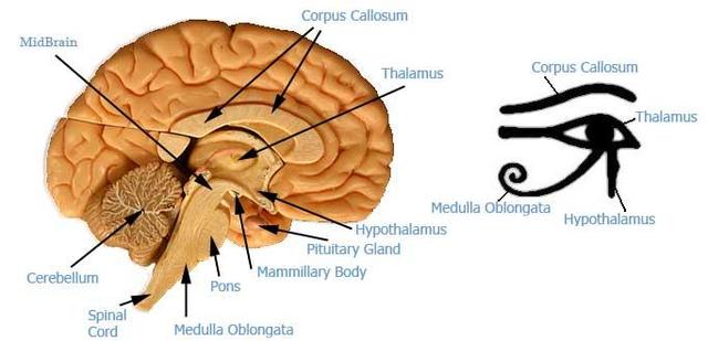 eye of horus in human brain